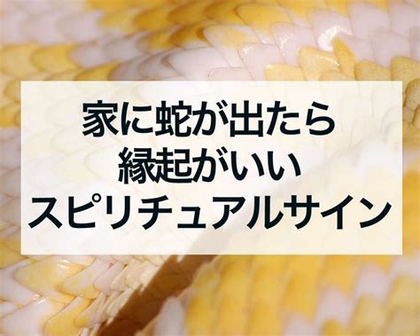 蛇風水|家に蛇が出たら縁起が良い？玄関に蛇は？スピリチュ。